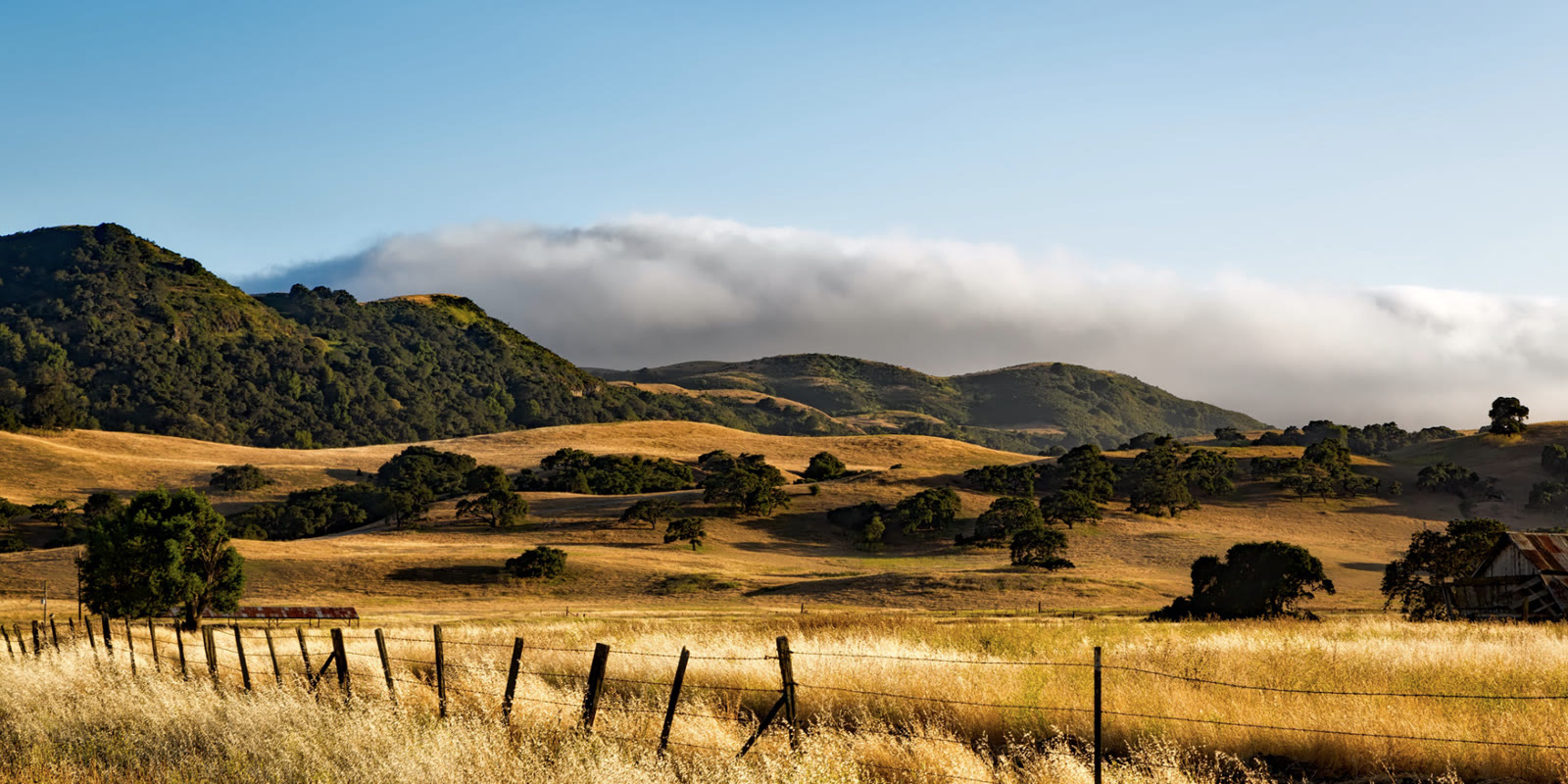 Golden hills and oak trees in California